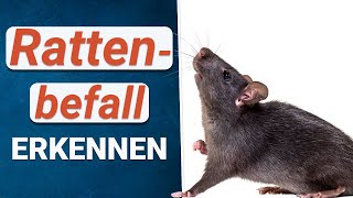 Rattenbefall erkennen 🐀  Anzeichen für Ratten im Haus und Garten [upl. by O'Brien]