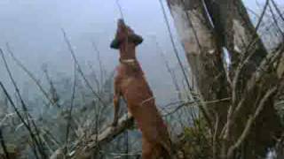 Redbone Coonhound training to hunt [upl. by Suchta]