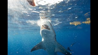 Shark Cage Diving in Gansbaai South Africa [upl. by Sherrie754]