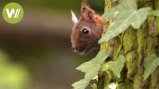 Les animaux sauvages de nos forêts  Un voyage des Vosges du Nord à lIledeFrance [upl. by Olinad215]