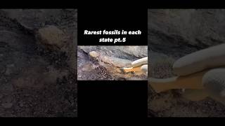 rarest fossils found in each state youtubeshorts viral 😳 [upl. by Alick]