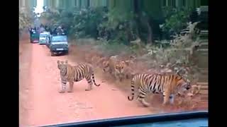 Gorumara National Park  Sudden entry of tigers  Lataguri Forest  Mitzinfinity [upl. by Carleen529]