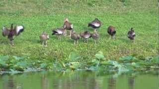 Blackbellied Whistling Duck [upl. by Solegna]