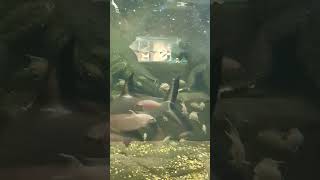 terrapins are awesome sealife aquarium sea [upl. by Rosalynd]