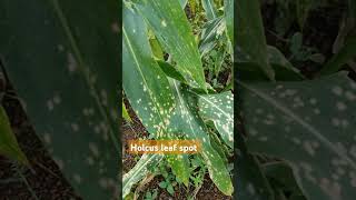 Holcus leaf spot is caused by the bacteria Pseudomonas syringae pv syringae [upl. by Ecart648]