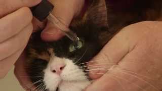 How to apply eye drops or ointment to your cat [upl. by Roots892]