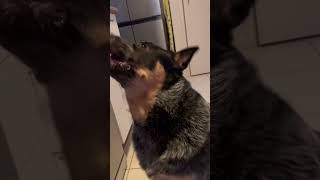 Chewing 😂 australia adorable shorts cattledog [upl. by Takeo]