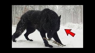 EL PERRO LOBO RUSO  EL Perro Mas Peligroso DEL MUNDO 🐺 7 RAZAS de PERROS RUSOS Mas INCREÍBLES 2 [upl. by Marleen996]