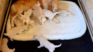 Golden Retriever pups  17 days old [upl. by Ahsaet]