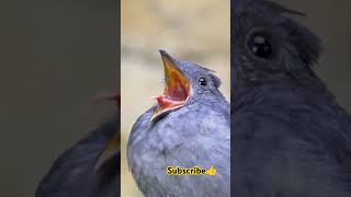 birds birdsounds wildlife nature animals shortvideo birdlist birdsoftheworld shorts [upl. by Anna-Diane]