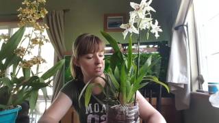 Beallara and oncidium care [upl. by Shaffert]