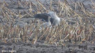 Foeragerende toendrarietganzen Varenheuvel Zandhoven 21 nov 2023 [upl. by Atilem]