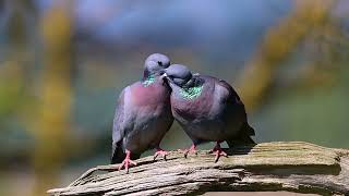 Stock Dove [upl. by Marjana]