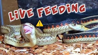 Snake Eats Three Mice Pinkies  WARNING LIVE FEED [upl. by Yggep]