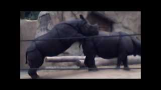 Rhino Lovewmv [upl. by Yeldah]