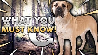 BOERBOEL 101 Everything You Need To Know About Owning A BoerBoel Puppy [upl. by Tharp620]