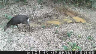 Kagoshima wildlife visiting a wallow Jan 2024 [upl. by Ohcirej120]