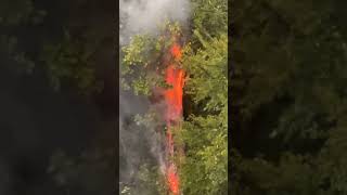 Tree Burns After Reported Lightning Strike [upl. by Marchese]