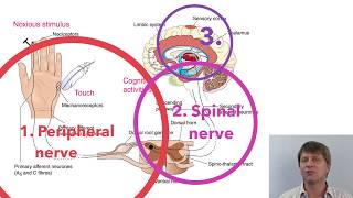 Ibuprofen indomethacin and naproxen NSAIDs COX 1 and 2 inhibitors [upl. by Maxy]