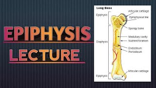 EPIPHYSIS  ANATOMY  IN HINDI [upl. by Wanyen]