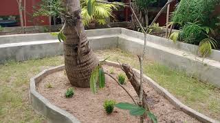 le jardin du bouddha bungalow thailande issan [upl. by Idleman]