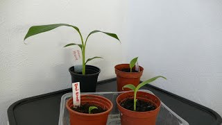 Growing Hardy Banana Plants From Seed 2022 [upl. by Annabelle80]