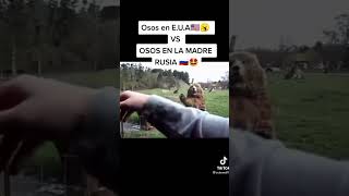 OSOS EN ESTADOS UNIDOS 🇺🇸😐 vs OSOS EN RUSIA 🇷🇺🥵 shorts [upl. by Nagear]