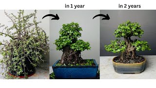 Making Thick Trunk Bonsai from Jade Plant  in 2 Years  Pruning  Repotting  Portulacaria Afra [upl. by Simmonds]