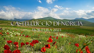 Castelluccio di Norcia  Fioritura 2023 🥀⚘️🌷 castellucciodinorcia fioritura umbria italy 🇮🇹 [upl. by Gillan]