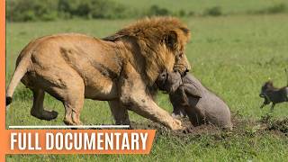 Explore the Clash of the Titans  Lions vs Hyenas a Fight for Territory  Full Documentary [upl. by Sarina]