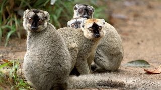 Island of Lemurs Madagascar  Behind the Scenes Featurette HD [upl. by Zitvaa]