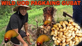 Exotic food uod na galing sa puno ng niyog KOOK Masarap prito Pagkain sa gubat [upl. by Nairam504]