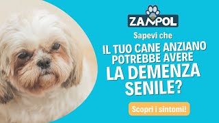 Demenza senile nel cane anziano ecco quali sono i sintomi [upl. by Presley133]