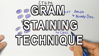 Gram Staining  Mechanism amp Procedure [upl. by Kovacev516]