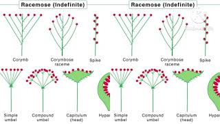 inflorescence Racemose amp cymose inflorescence [upl. by Areht191]