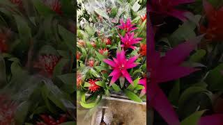 GUZMANIA FLOWERS israel flowerharvest petunia garden farmergarden [upl. by Nnoj]