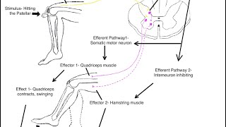 Patellar Reflex Test [upl. by Soinski849]