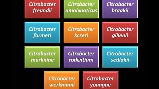 Dominio Bacteria Phylum Proteobacteria 24  Gammaproteobacteria  Enterobacteriaceae  Citrobacter [upl. by Stockton]