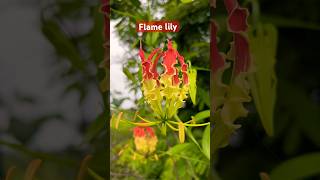 Flame lily Gloriosa superba plants youtubeshorts viral [upl. by Asyar516]