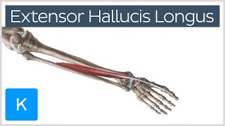 Extensor Hallucis Longus Muscle  Origin Insertion Innervation amp Function  Kenhub [upl. by Hakeem]