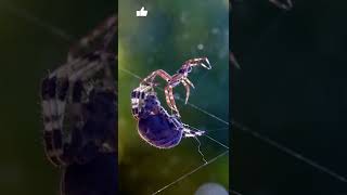 Why does a female spider eat the male after mating [upl. by Allicerp]