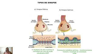 SinapsesAtualizado [upl. by Dis]