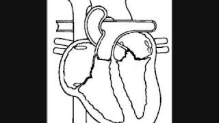 The Heart Electrical Mechanical and EKG [upl. by Marelda364]