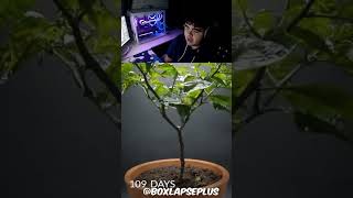 Growing Orange Pepper Time Lapse 😱 [upl. by Sharp111]