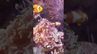 Amphiprion ocellaris facts [upl. by Neom]