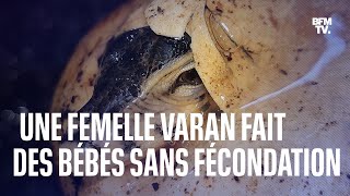 Une femelle varan a fait des bébés sans fécondation [upl. by Ocirne]