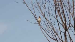 Wild European goldfinch song Carduelis Carduelis تغريد حسون خلوي [upl. by Gnod764]