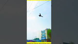 Peregrine falcon catch flying insects fyp [upl. by Garrett]