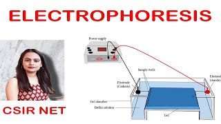 ElectrophoresisGel ElectrophoresisCSIR UGC NET [upl. by Jeralee223]