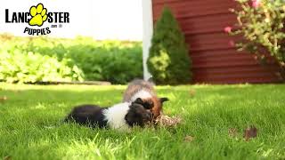 Playful Shetland Sheepdog Puppies [upl. by Metcalf713]